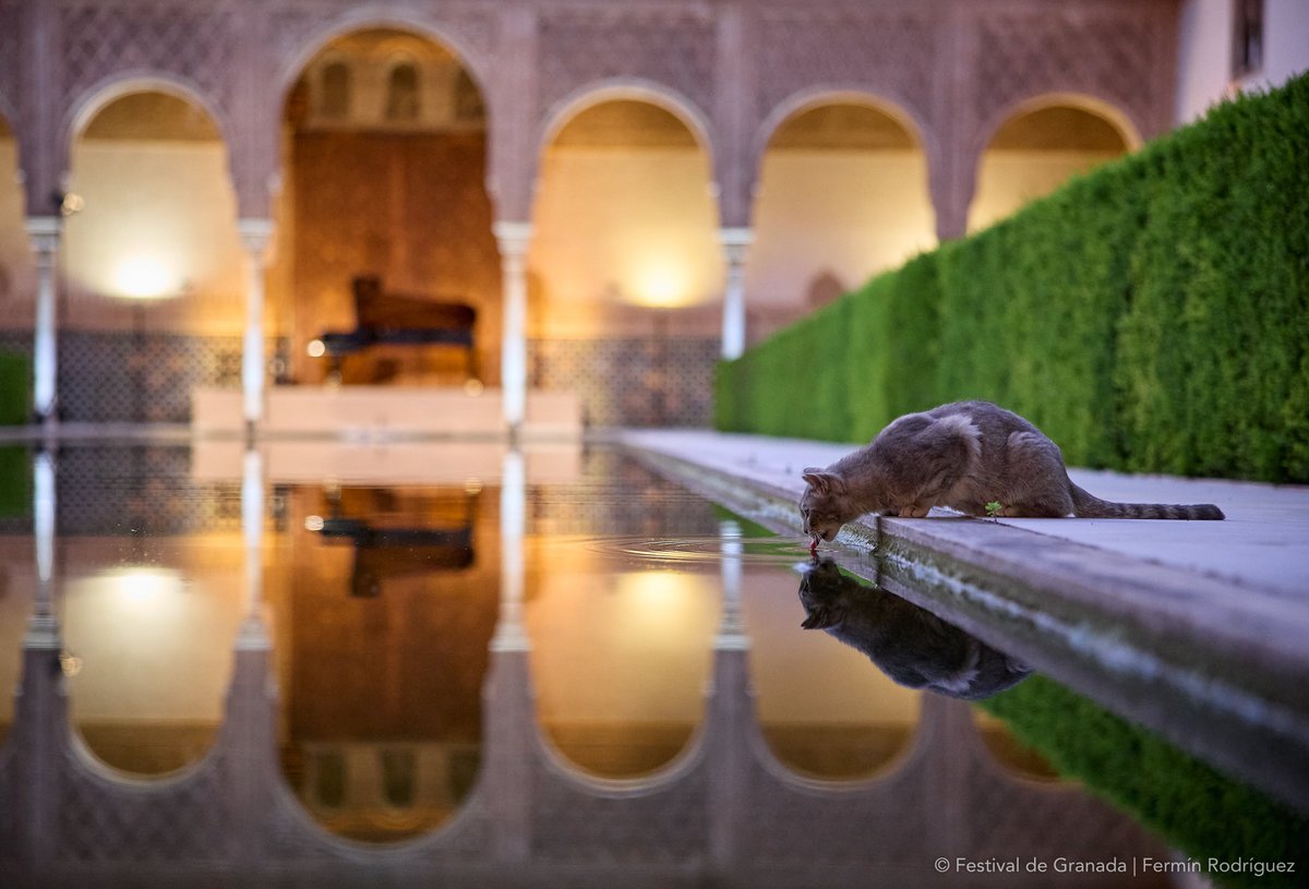 Ferminius's tweet image. Ser un gato en la Alhambra...

Esos momentillos que te regala el @FestivalGranada