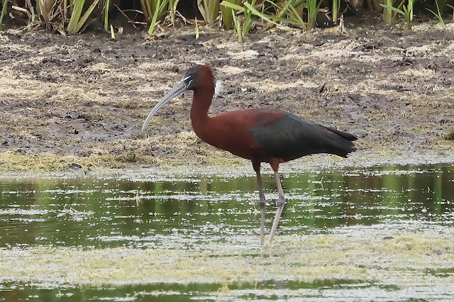 NEW BLOG: A Glossy Ibis at Hockwold Washes. To view click on seymourbirdies.blogspot.co.uk