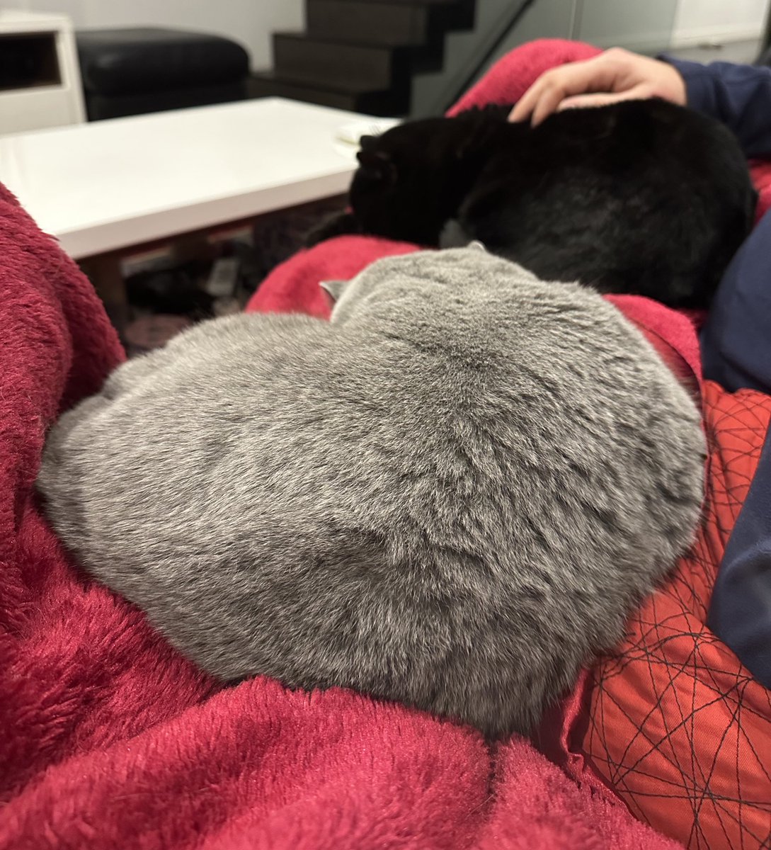 This evening Borys and Atwood are on the couch with the pawrents…TOGETHER!!  Breakthrough, furiends, breakthrough!! 💕💕🎉🎉

#CatsofTwittter #CatsOfX #AussieCatsOfTwitter #ECC #CatsAreFamily