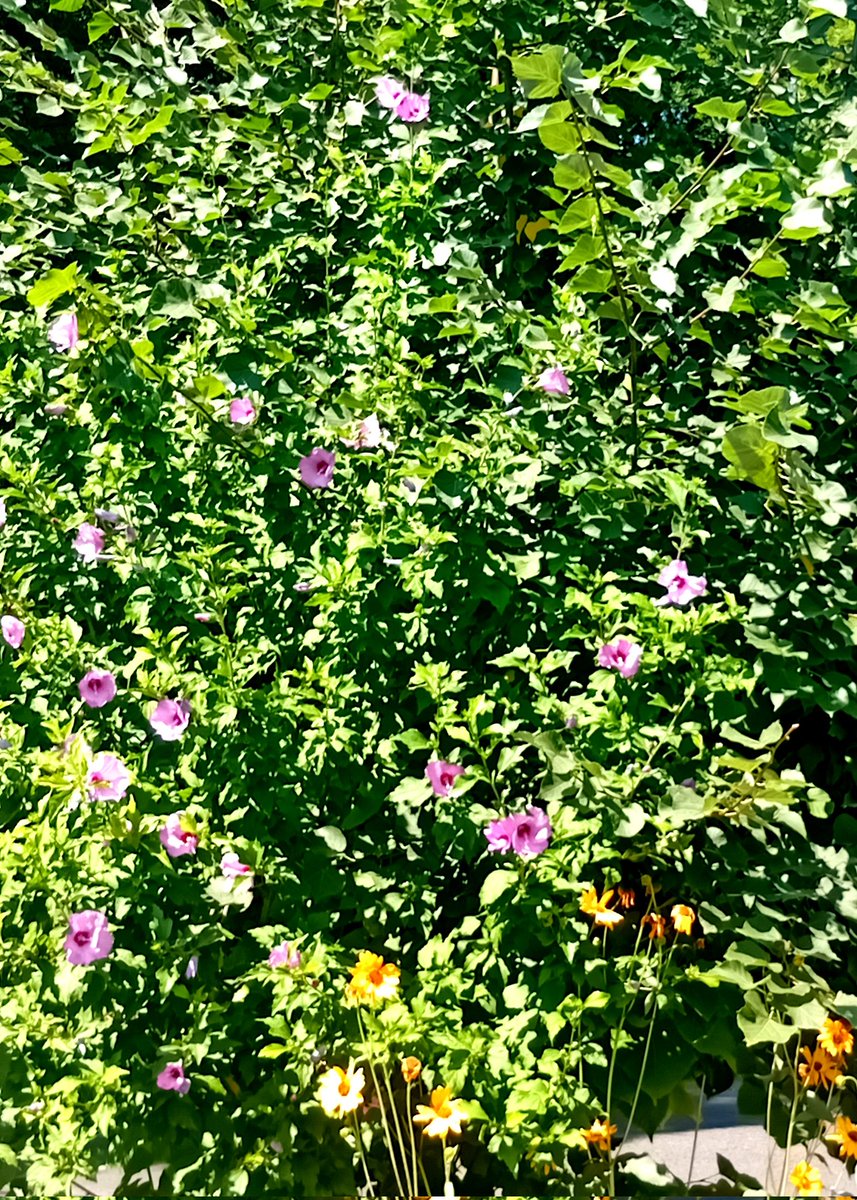 Катерина Галич tweet media