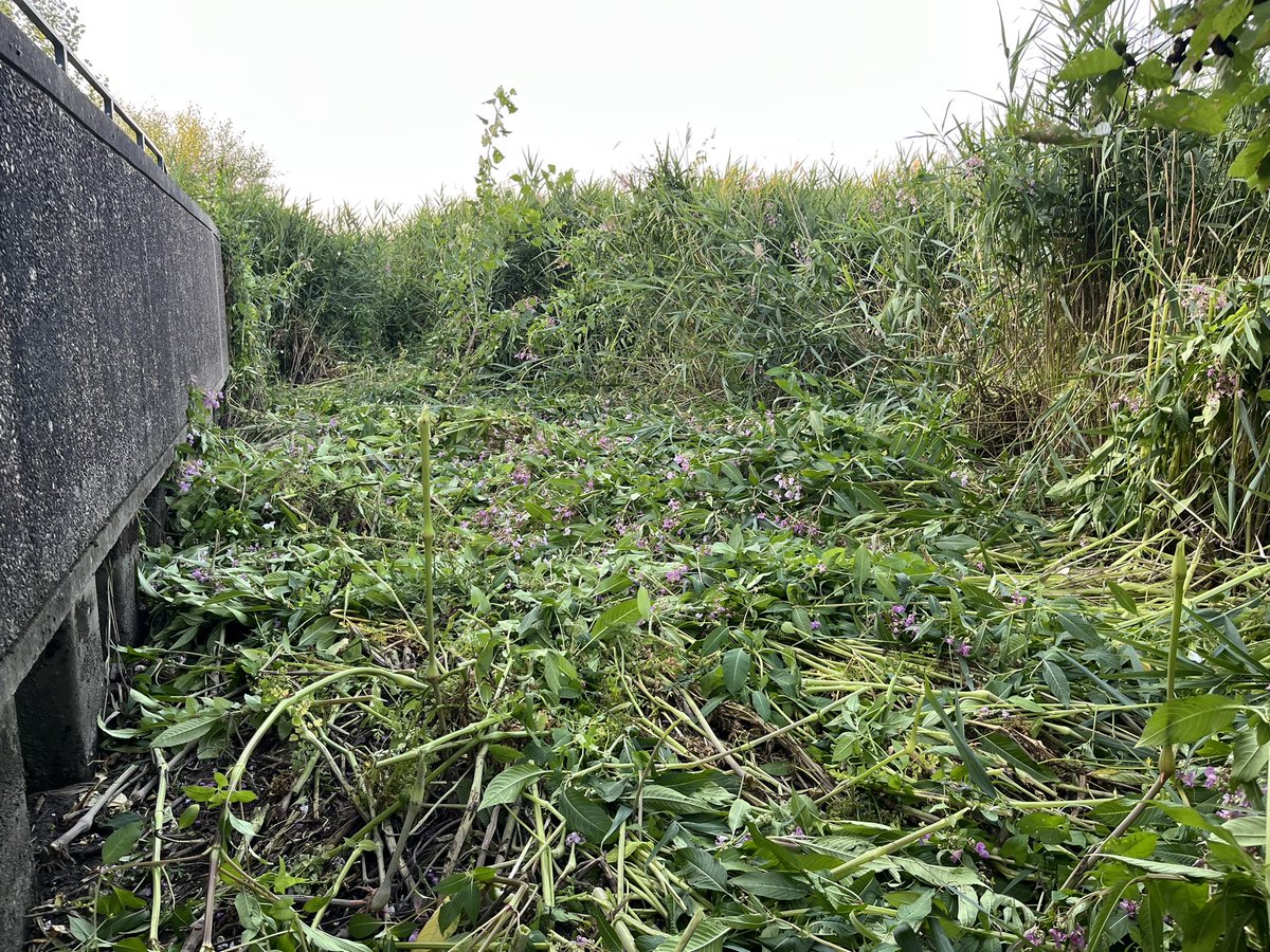 paulpowlesland's tweet image. The government has utterly given up trying to control destructive invasive species & is simply allowing them to spread out of control.
The Roding has the largest remaining tidal marshes in London. Once one of the most extensive landscapes in London, less than 1% now remains, so…