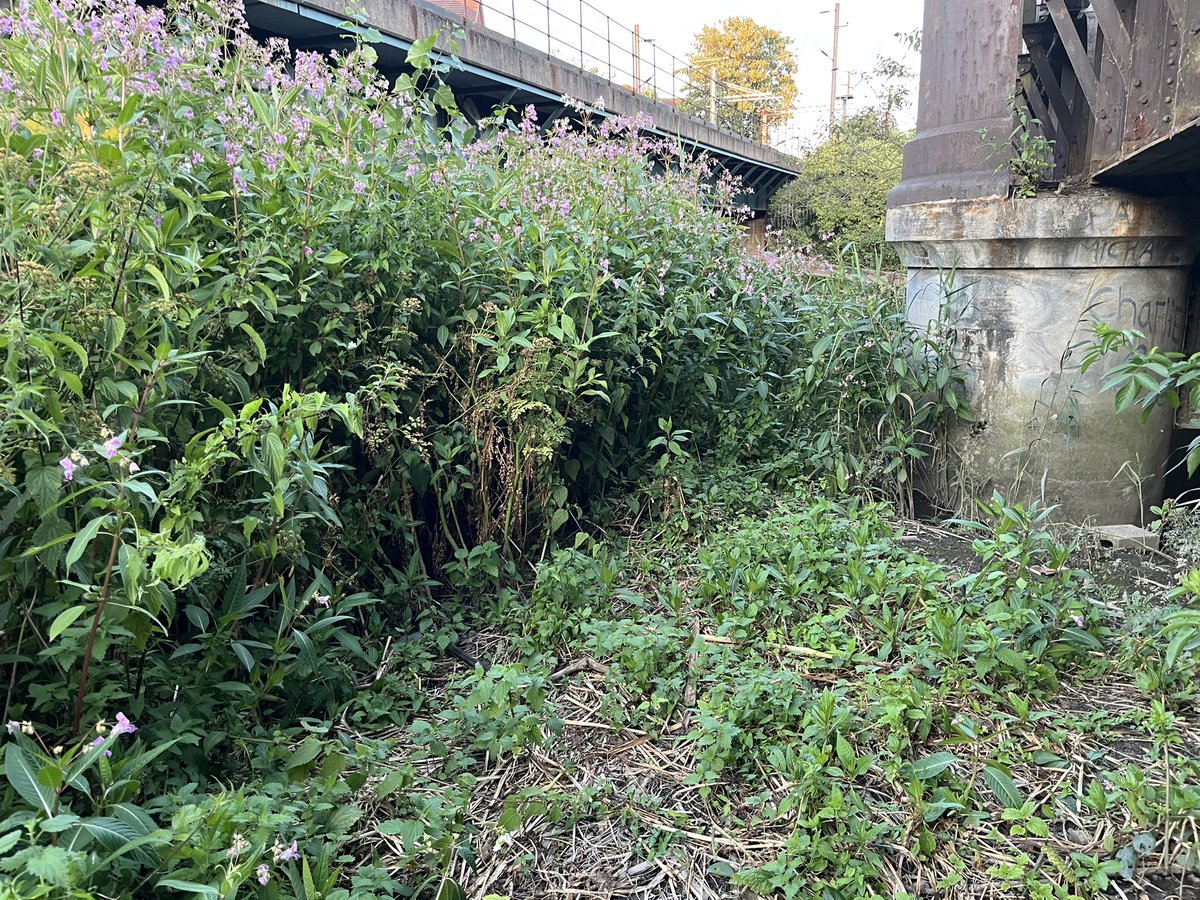 paulpowlesland's tweet image. The government has utterly given up trying to control destructive invasive species & is simply allowing them to spread out of control.
The Roding has the largest remaining tidal marshes in London. Once one of the most extensive landscapes in London, less than 1% now remains, so…