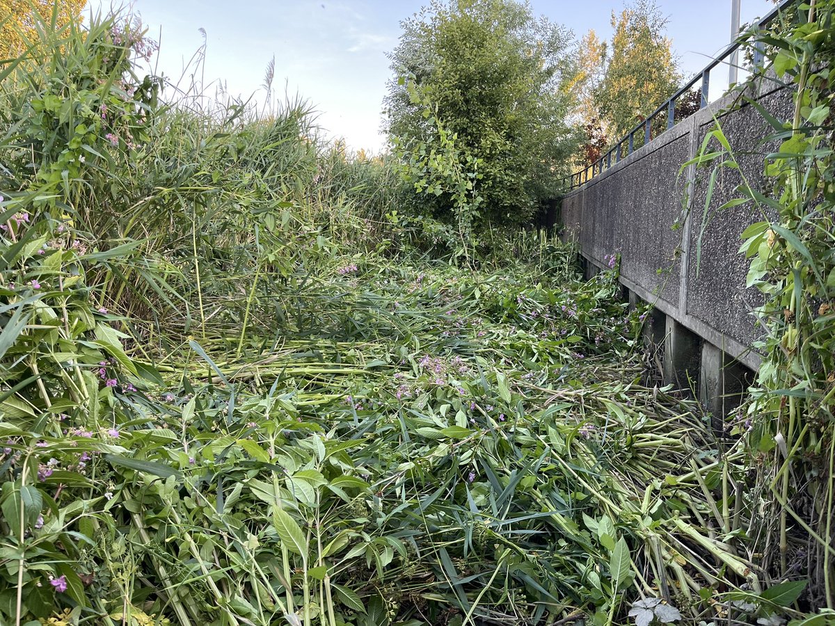 paulpowlesland's tweet image. The government has utterly given up trying to control destructive invasive species & is simply allowing them to spread out of control.
The Roding has the largest remaining tidal marshes in London. Once one of the most extensive landscapes in London, less than 1% now remains, so…