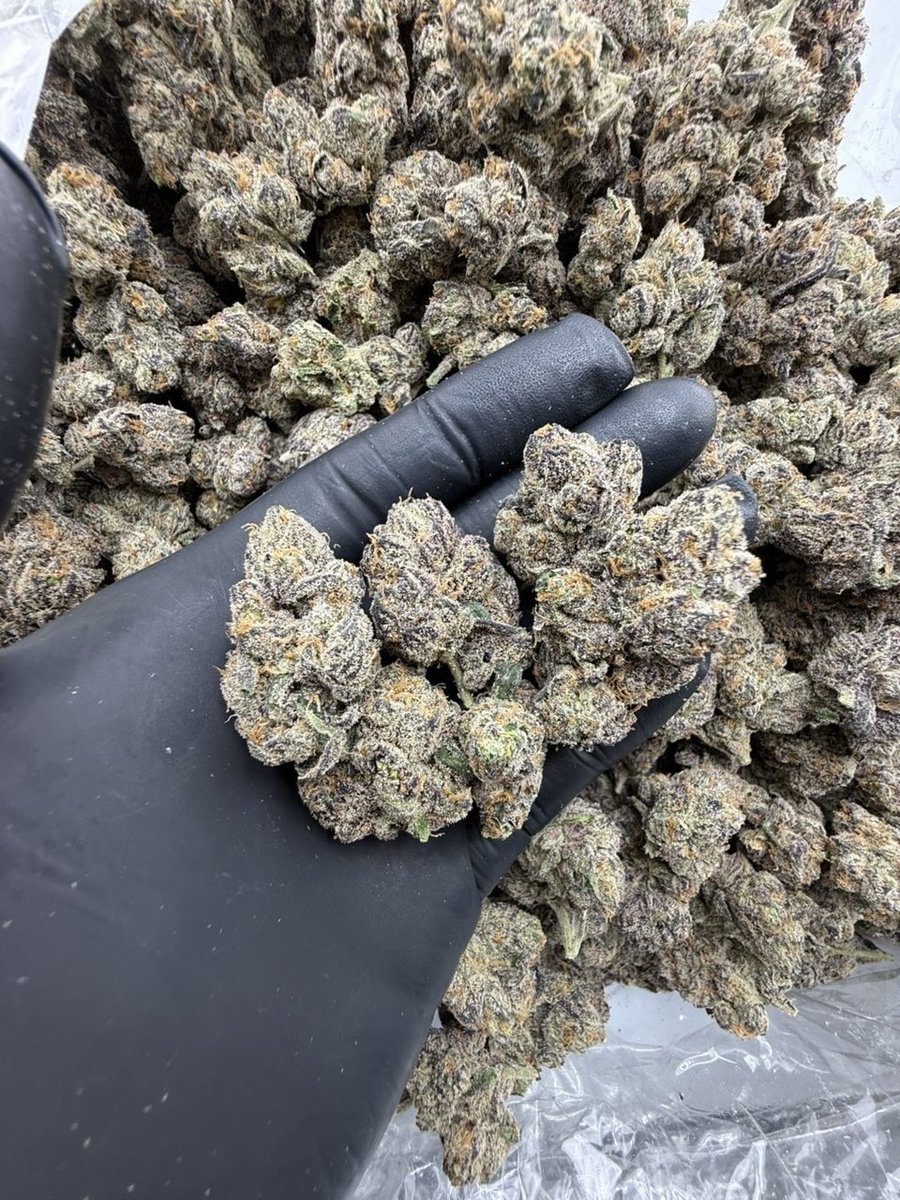 Smacking420's tweet image. Russian Lcg 
License designer indoors 
Last 256 grams 
750$