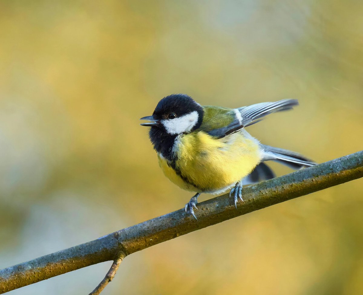 This research also showed that seeing or hearing birds is associated with an improvement in mental wellbeing that can last up to eight hours. 🐦
maudsleybrc.nihr.ac.uk/posts/2022/oct…