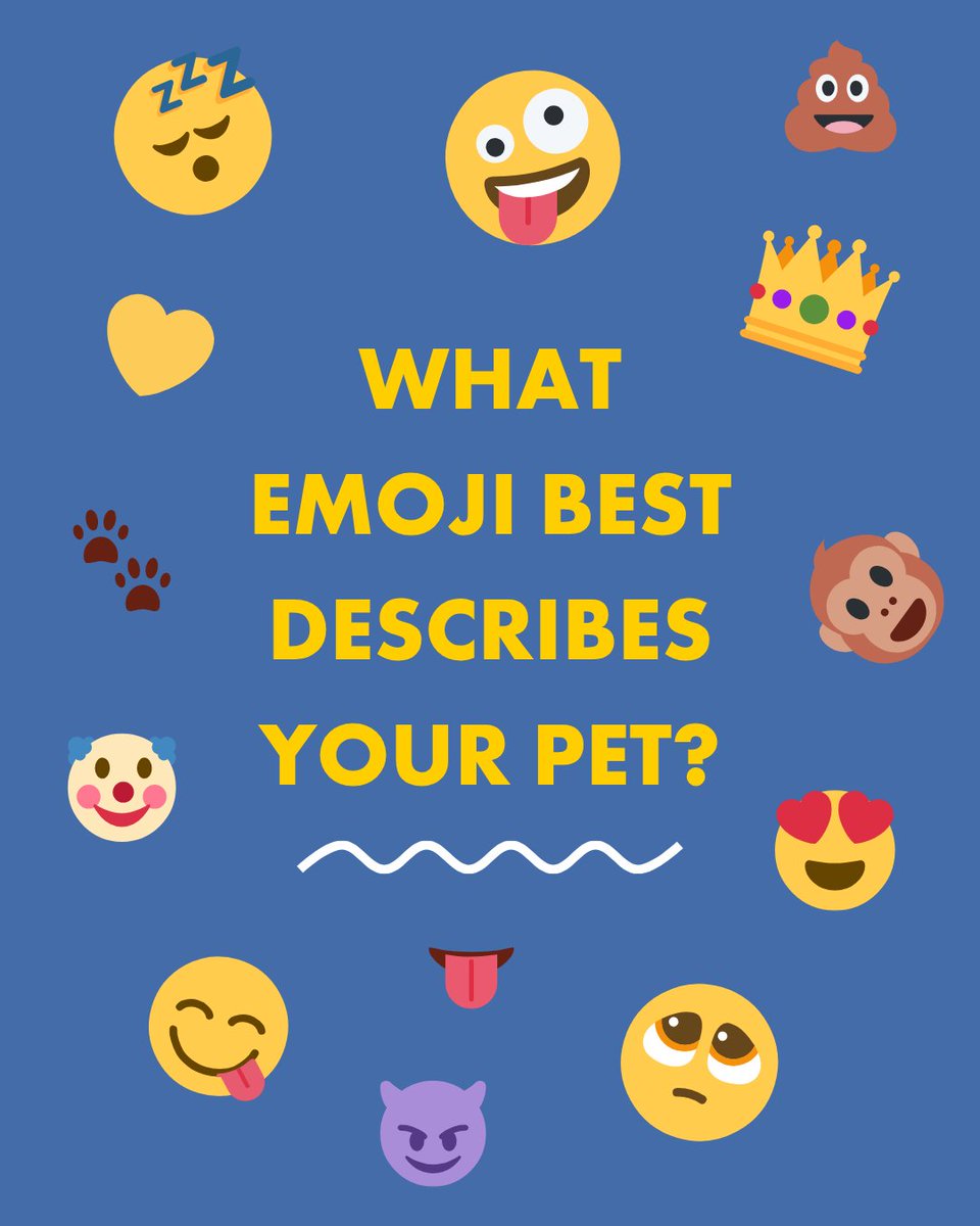 PetsAsTherapyUK's tweet photo. Tell us in the comments... https://t.co/e0hHHKxQsd