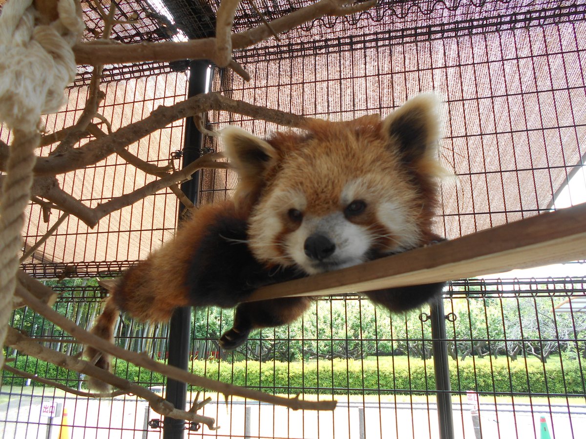 市川市動植物園（公式） tweet media