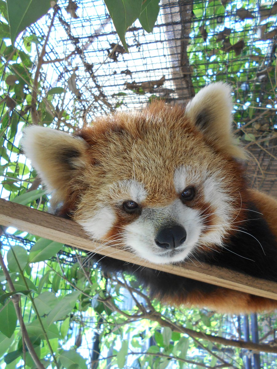 市川市動植物園（公式） tweet media