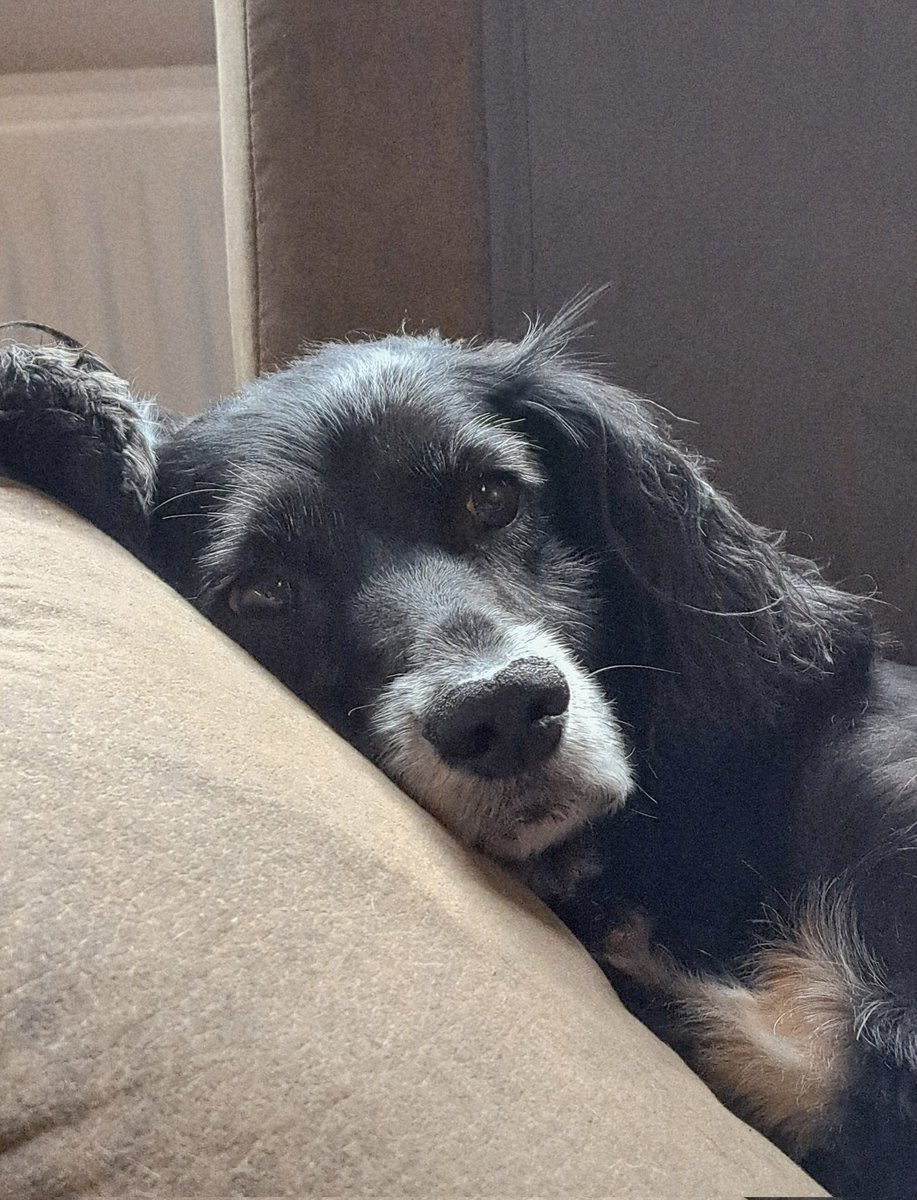 Uitbuiken..... 😍🐾 #WorkingCockerSpaniel #Pip <a href="/irmavanhoeven/">Irma van Hoeven</a>