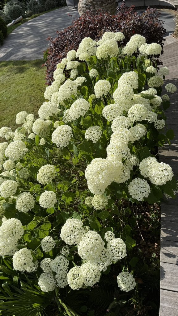 Hydrangeas are just coming into their own - beautiful! :)