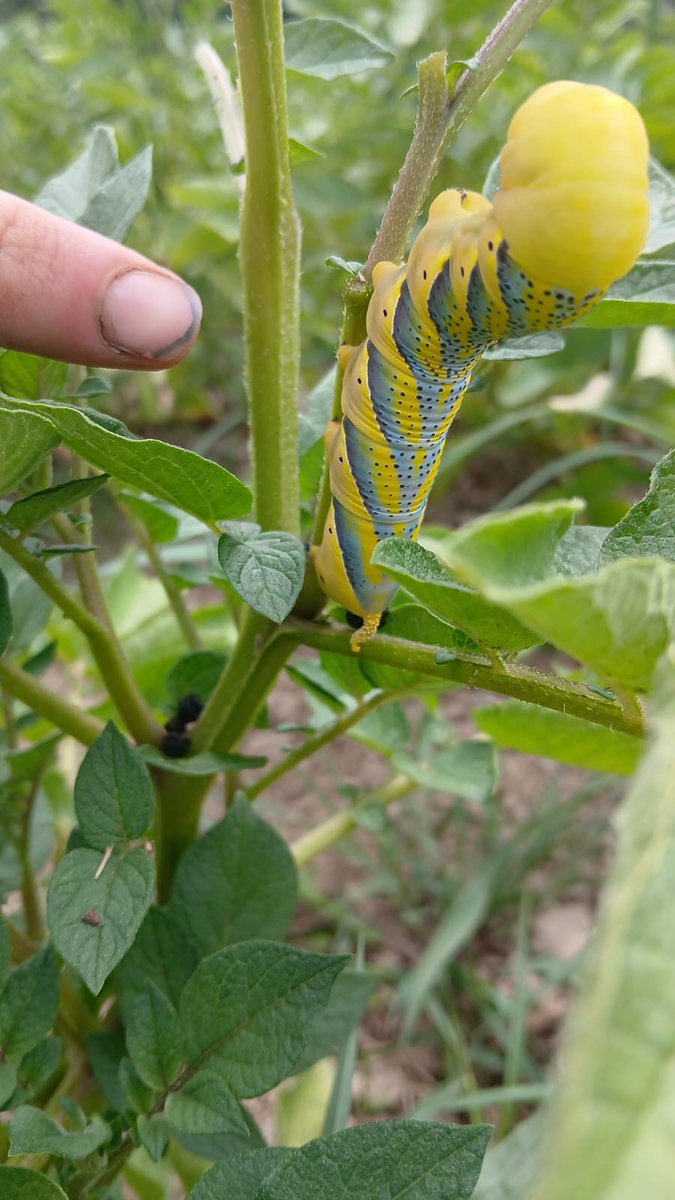 #chenille de #papillon sphynx a tête de mort friande des feuilles de pomme de terre et d'aubergine, très belle mais aussi très gourmande !! 🤣🤣 Les plaisirs et stress des maraichers #bio  du #paysbasque 

#agriculture #euskalherria #laborantxa