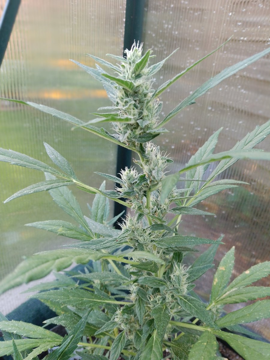 Darf ich Bruce vorstellen? Bruce Banner der Zwerg, mickert von Anfang an, hat überall nur 3 fingringe Blätter, gebeutelt von Thripsen und Minierfliegen...seufz... ABER es tut ich was 😊