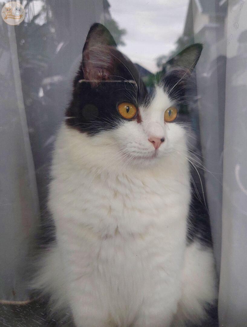 KochengFess v2 tweet media