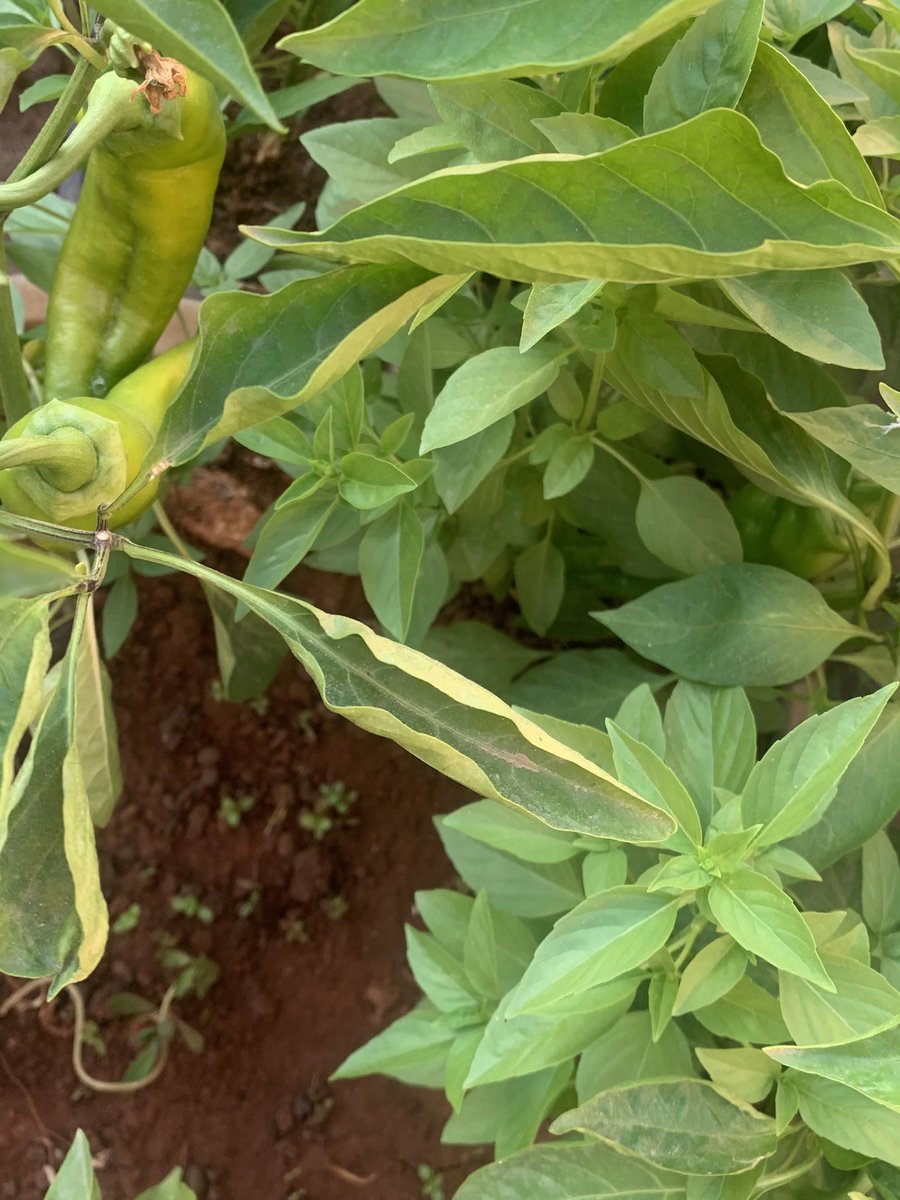 No pesticides. Just love.