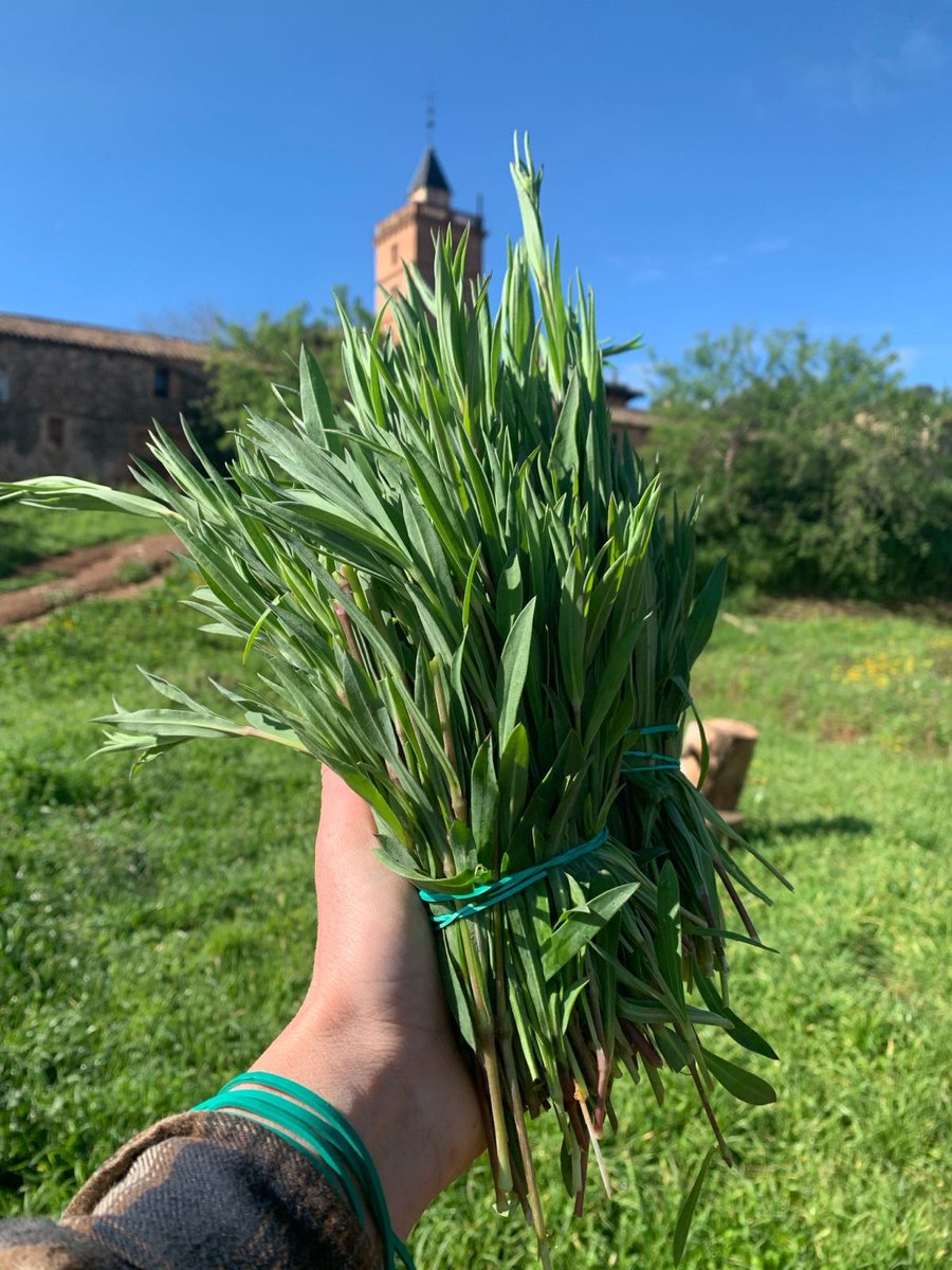 🌿🍴Més de 5.000 alumnes de 17 escoles de #BCN han descobert colitxos, verdolaga, ravenissa, ruca i rosella gràcies al projecte #NovesPlantes   d’@Eixarcolant. Una iniciativa que promou l’agrodiversitat i connecta la pagesia amb els menjadors escolars🌱

👉eixarcolant.cat/plantes-silves…