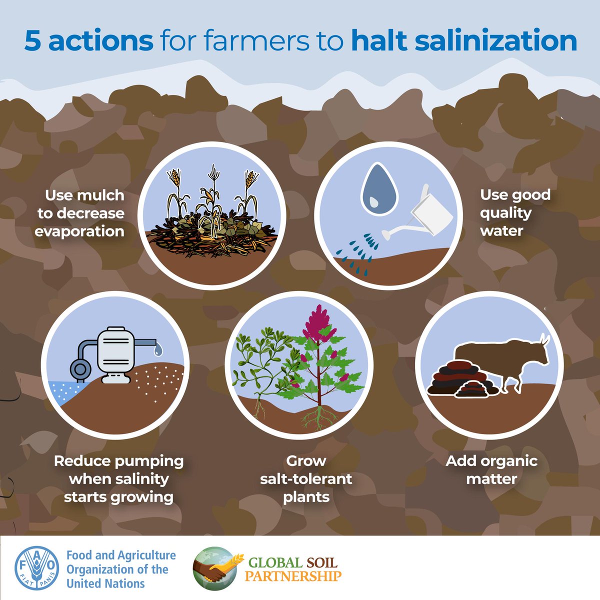 FAO Land, Soil and Water (@faolandwater) on Twitter photo 1.4 billion hectares of land are salt-affected, with another 1 billion at risk.
<a href="/FAO/">Food and Agriculture Organization</a> & #GlobalSoilPartnership call for urgent action to reverse this #SoilHealth
🧾 Read the report openknowledge.fao.org/handle/20.500.…
🚜 and discover 5 actions farmers can take to stop #SoilSalinization 👇🏿👇🏿👇🏿 1.4 billion hectares of land are salt-affected, with another 1 billion at risk.
<a href="/FAO/">Food and Agriculture Organization</a> & #GlobalSoilPartnership call for urgent action to reverse this #SoilHealth
🧾 Read the report openknowledge.fao.org/handle/20.500.…
🚜 and discover 5 actions farmers can take to stop #SoilSalinization 👇🏿👇🏿👇🏿