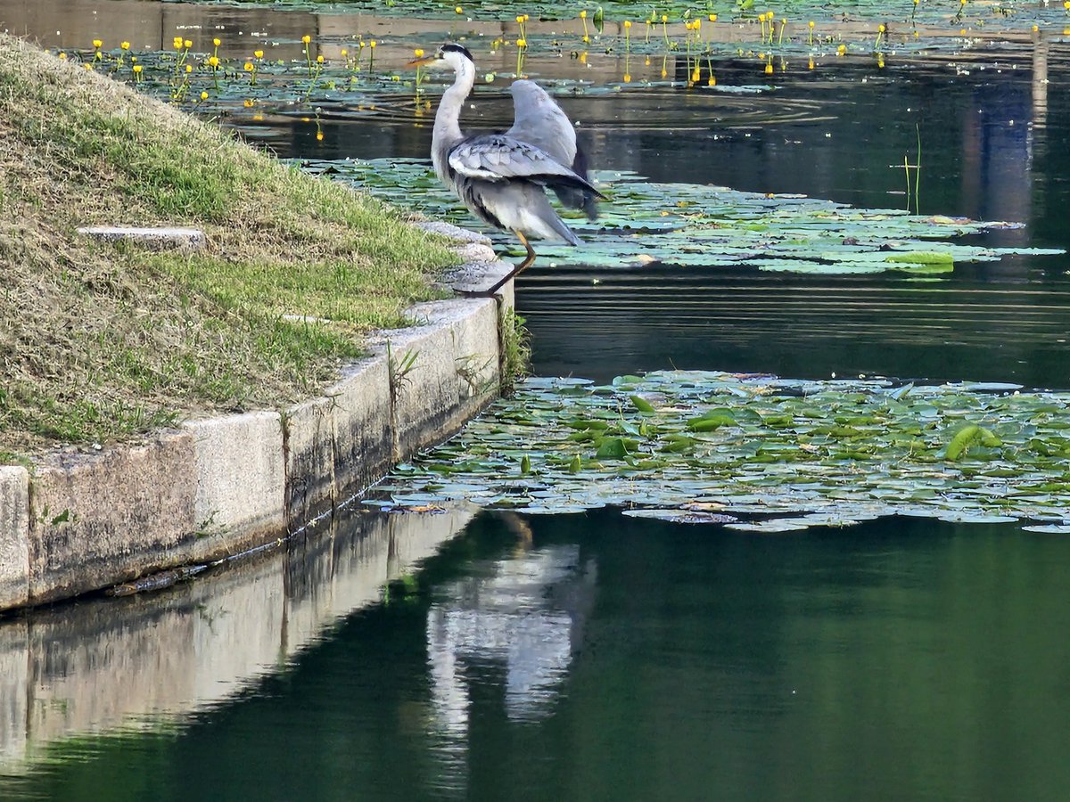 <📌기상청 폭염 주의보 및 경보에 따른 경복궁, 칠궁 정규 해설 운영 조정 알림📌>

*폭염 주의보
○ 적용 시기 : 발효시부터 ~ 해제시까지
○ 조정 내용 : 30분 내외 해설 단축 운영

*폭염 경보
○ 적용 시기 : 발효시부터 ~ 해제시까지
○ 조정 내용 : 해설 없음

문의: 02-3700-3900