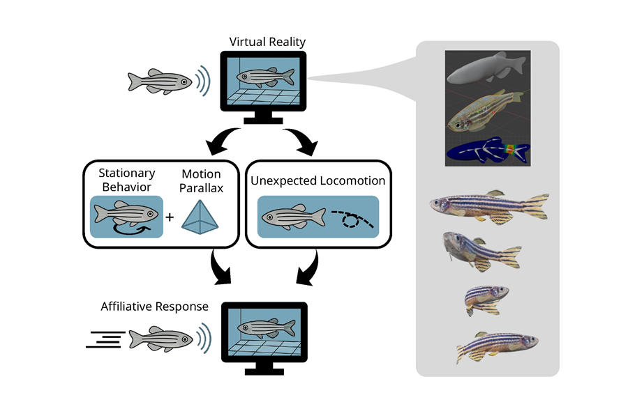 中央研究院 Academia Sinica (@acadsinica) on Twitter photo @KuoHuaHuang1's team used #VR to show that depth perception can enhance or suppress #zebrafish #socialbehavior under different contexts, offering insights into how the brain integrates social and depth information. <a href="/joeychengyu/">Cheng-Yu Chen (Joey)</a> <a href="/CurrentBiology/">Current Biology</a> @IMBSinica sinica.edu.tw/en/news_conten… @KuoHuaHuang1's team used #VR to show that depth perception can enhance or suppress #zebrafish #socialbehavior under different contexts, offering insights into how the brain integrates social and depth information. <a href="/joeychengyu/">Cheng-Yu Chen (Joey)</a> <a href="/CurrentBiology/">Current Biology</a> @IMBSinica sinica.edu.tw/en/news_conten…