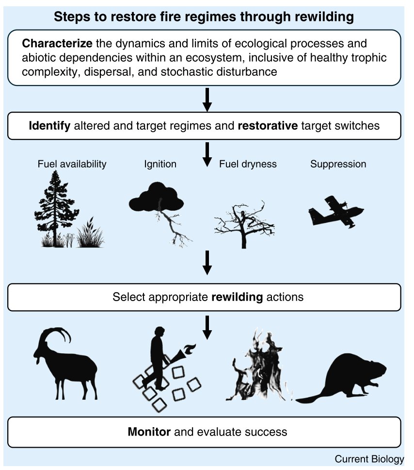 New paper out 🔥! Led by Ella Plumanns-Pouton, we explore how rewilding can help restore fire regimes, boosting biodiversity &amp; resilience. Proud to contribute via #wildE &amp; #RESFIRE projects

📖 Read it here: lnkd.in/duMpWmv8
#FireEcology #Rewilding #NatureBasedSolutions