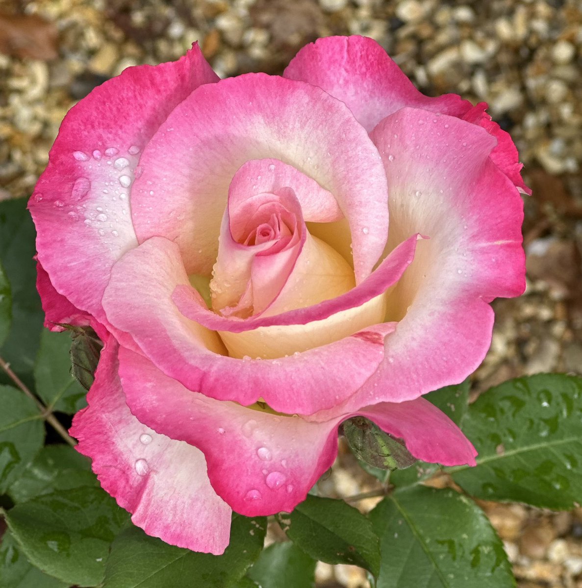 rosesukroses's tweet image. Today we’re all shades of #pink!
Eustacia Vye, English Rose. Lucky, Floribunda, a former Rose of the Year. You’re My Everything, Rose of the Year 2025. A Whiter Shade of Pale, Shrub.
Have a good day everyone, take care.
#roses #GardeningX #GardeningTwitter
@kgimson