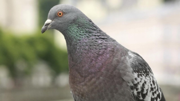 De IJsselbode tweet media