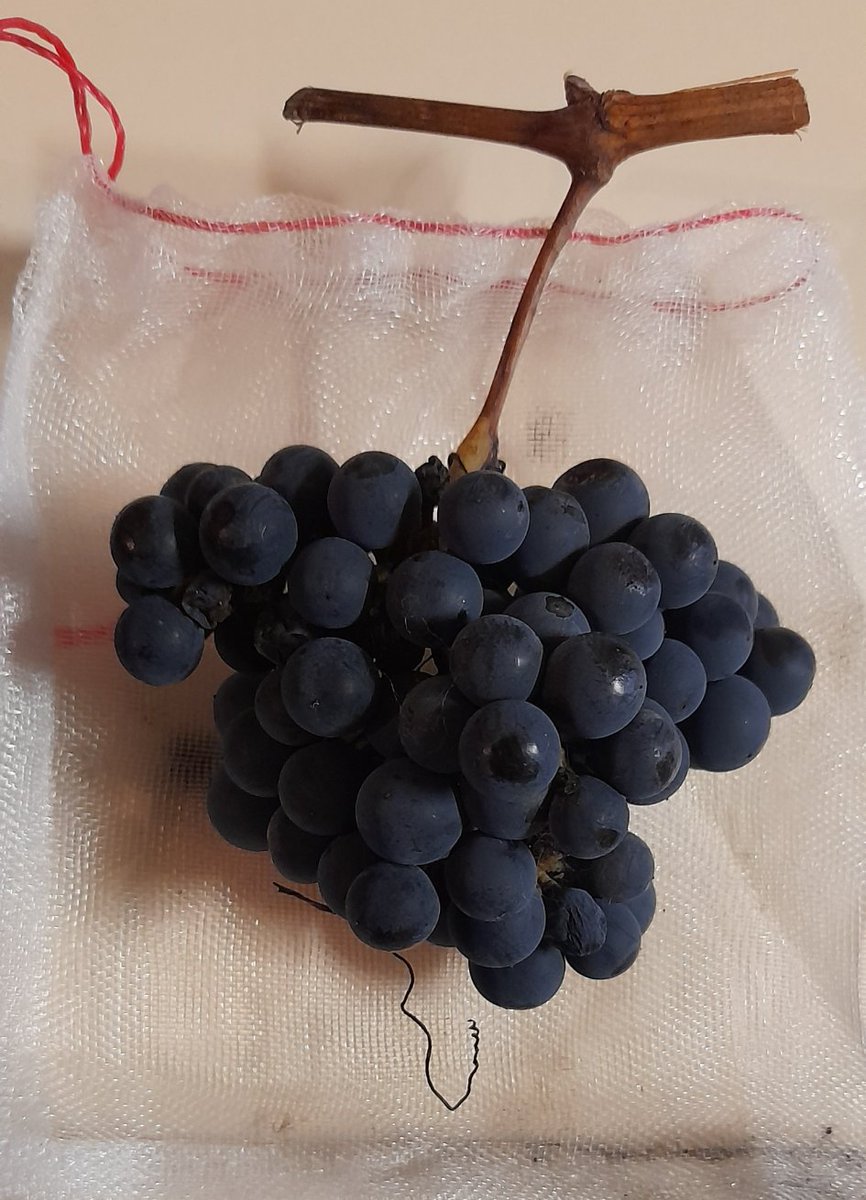 Amazing to be still picking and scoffing fresh home grown grapes in July.