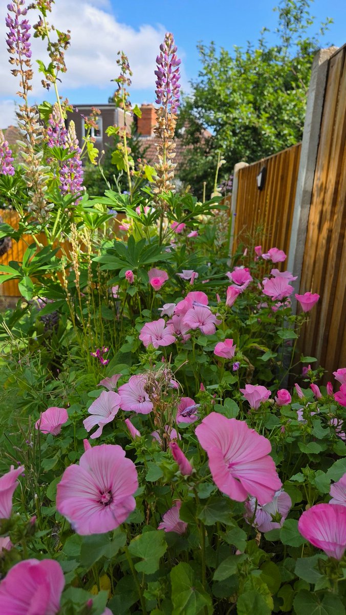rickfr01's tweet image. Morning all. The seed collecting last year was a total success. Flower beds are looking awesome, and all grown from seeds. Very happy puppy with such a beautiful array and display. Next years will be even better. 😃😃😃😎😎😎 #GardeningTwitter #FlowersOnX #GardenersWorld