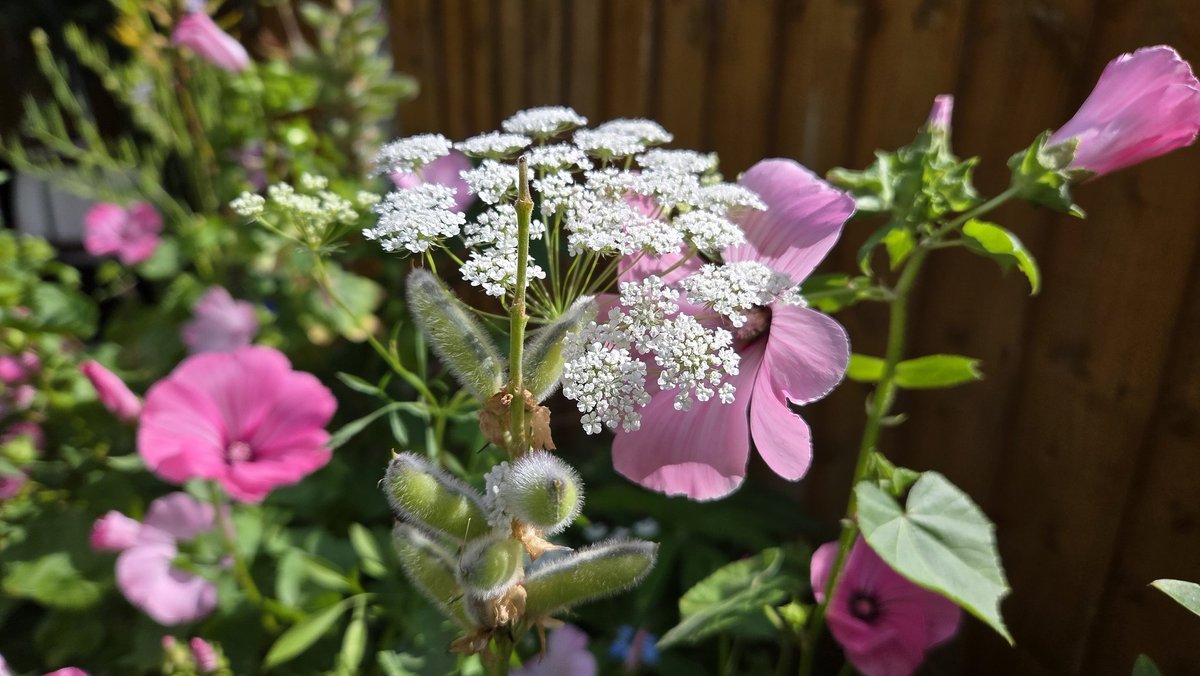 rickfr01's tweet image. Morning all. The seed collecting last year was a total success. Flower beds are looking awesome, and all grown from seeds. Very happy puppy with such a beautiful array and display. Next years will be even better. 😃😃😃😎😎😎 #GardeningTwitter #FlowersOnX #GardenersWorld