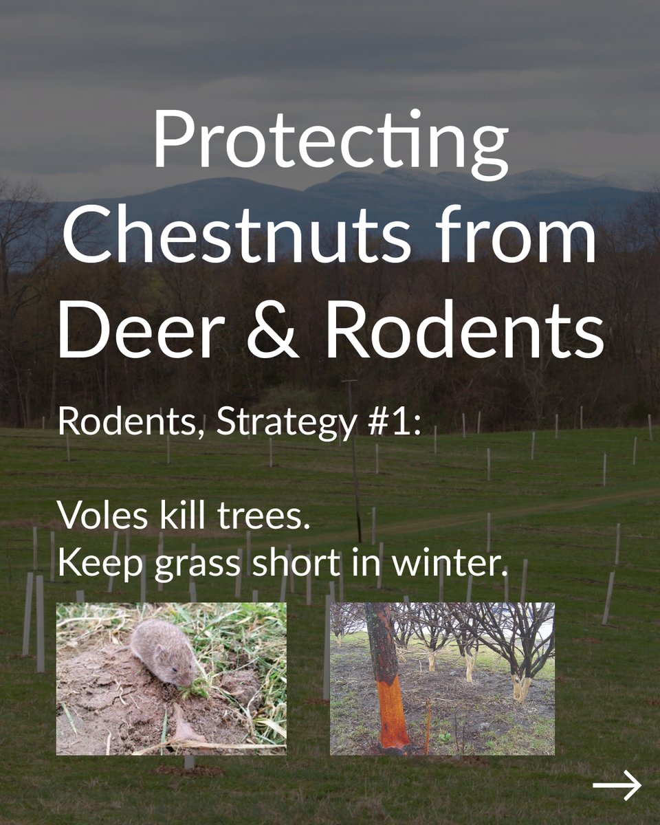 Propagate tweet media