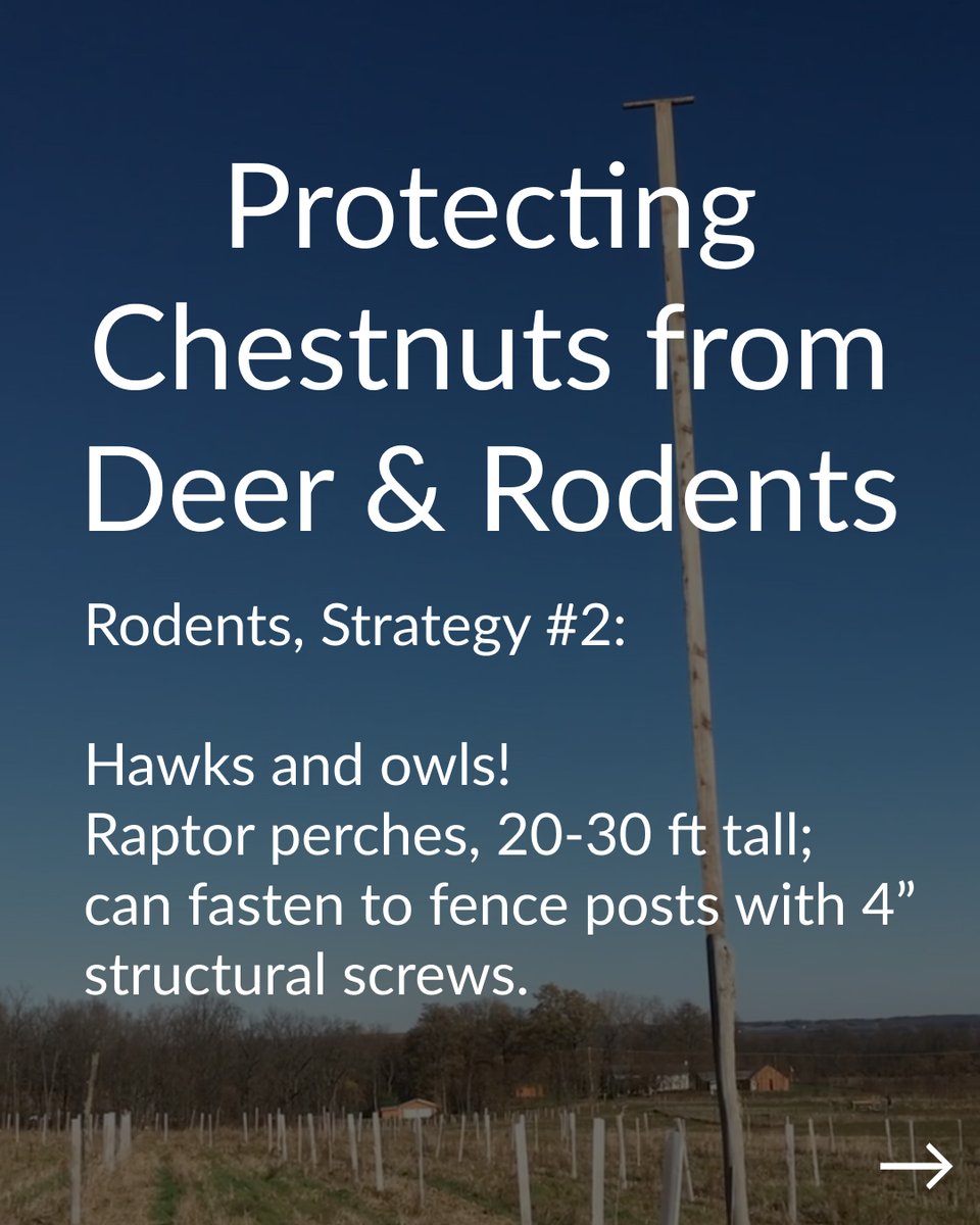 Propagate tweet media