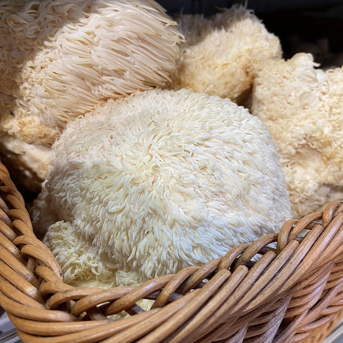 Lion's Mane - IN STOCK 🦁 

Every Tuesday morning we get a fresh delivery of Lion's Mane mushrooms - a delicious, nutritious mushroom with so many health benefits!

They sell out quickly as you can imagine, so best get in as soon as you can!

#lionsmane #realfoodsuk #health