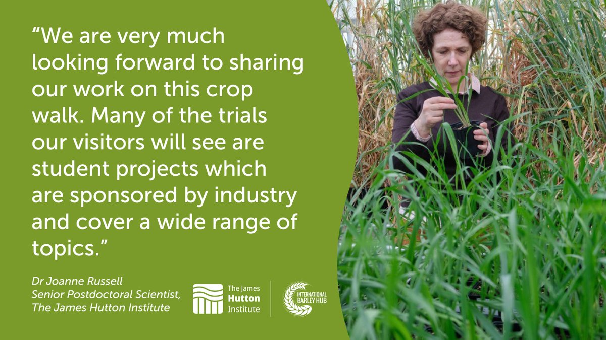 IntBarleyHub's tweet photo. 🌾 Cereal walk: One week to go!
Join us on our cereal walk and learn more about the research projects currently taking place within the #IBH and their potential global impact.
📅 15 July | 🕐 Tours at 1pm, 2pm & 3pm |📍Balruddery Farm
More: https://t.co/fYxsqYiqhE https://t.co/0XmzYkmmsC