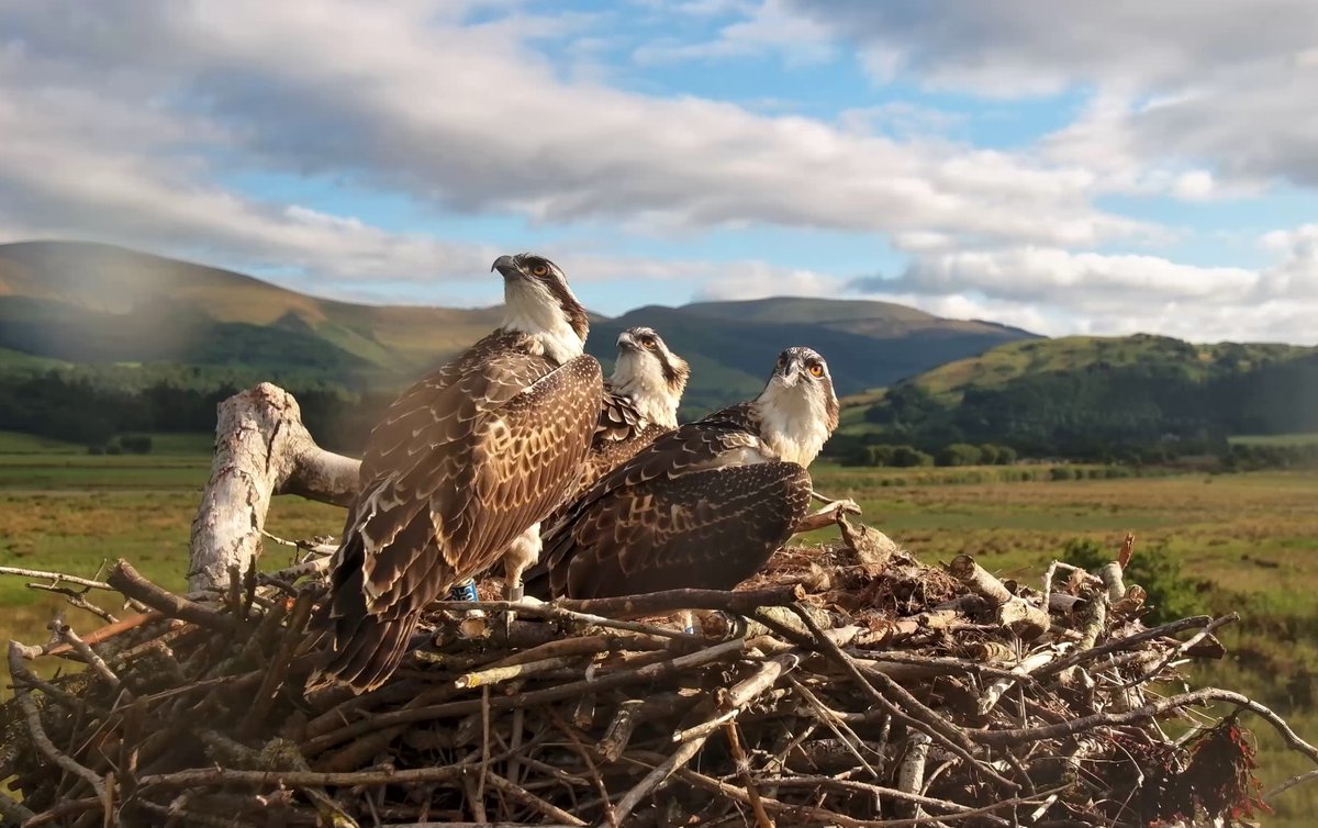 DyfiOspreys's tweet image. Bore da
Both lack of wind (needed for lift) and an intruder stopped play this morning.
Both Brianne and Cwellyn are, however, approaching the historic average fledgling age at this nest - in the next few hours actually.
Will it be today...