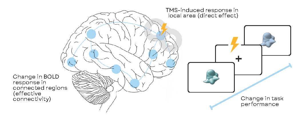 mrccbu's tweet image. CBU researchers led a worldwide community consensus on the challenging but powerful combination of brain stimulation with neuroimaging using TMS-fMRI: nature.com/articles/s4159…