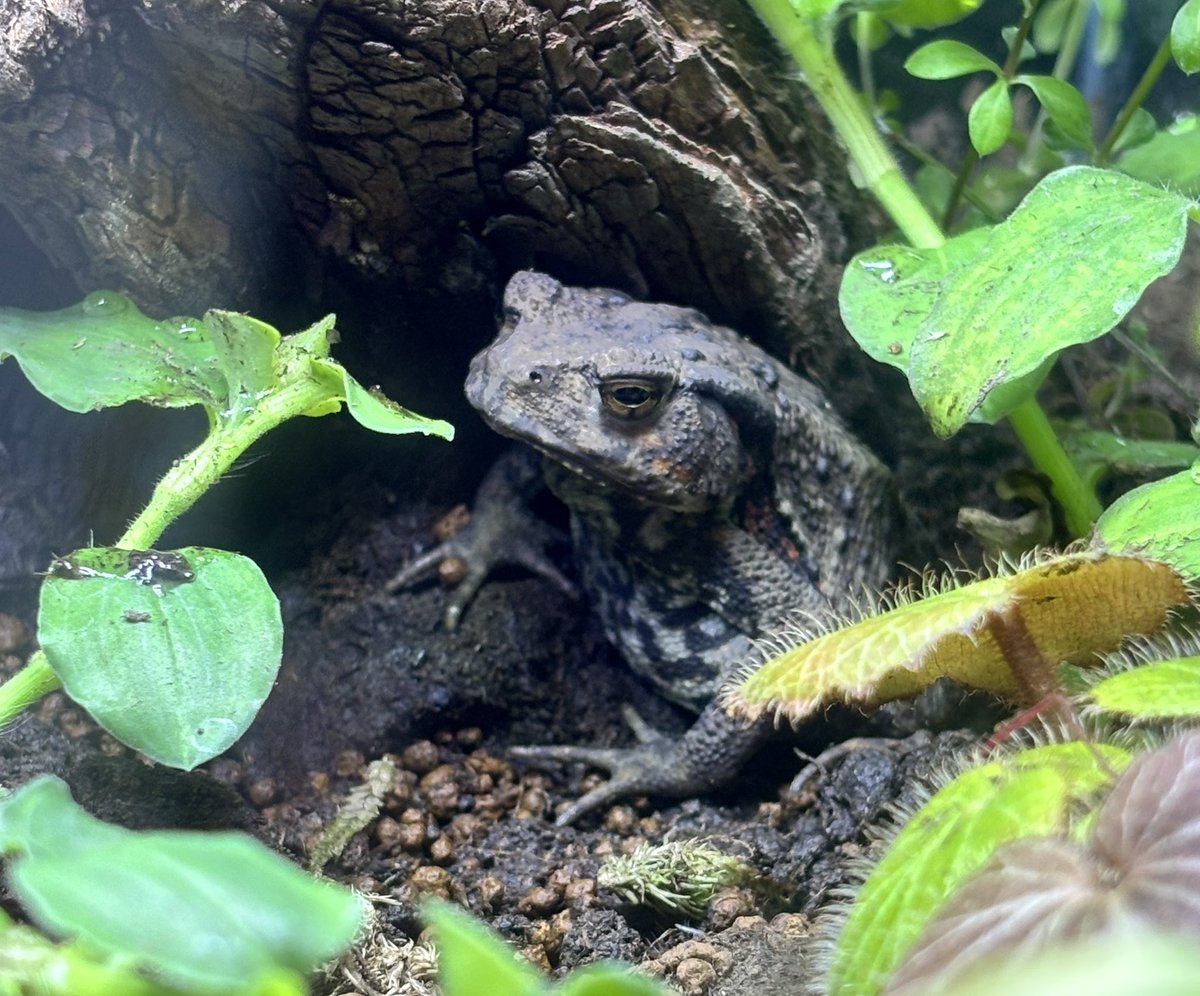 marine_uminaka's tweet image. 福岡県で見られるカエルの仲間の展示スタート!
九州水の森にて
シュレーゲルアオガエル
ニホンヒキガエル
ニホンアカガエル
ニホンアマガエル
トノサマガエル…の5種
☝️担当者より
1日のうちで体色変化することがあります!
ガラス面近くにいる時は吸盤の様子など体も詳しく観察してみてね!