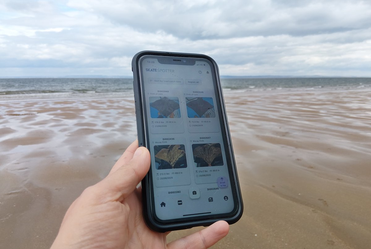 NatureScot's tweet image. Help build a better picture of how critically endangered flapper skates are faring around Scotland’s coasts with our new, free app, Skatespotter! If you spot a flapper skate, take a picture and report it on the app. For more info, see orlo.uk/2ewKF