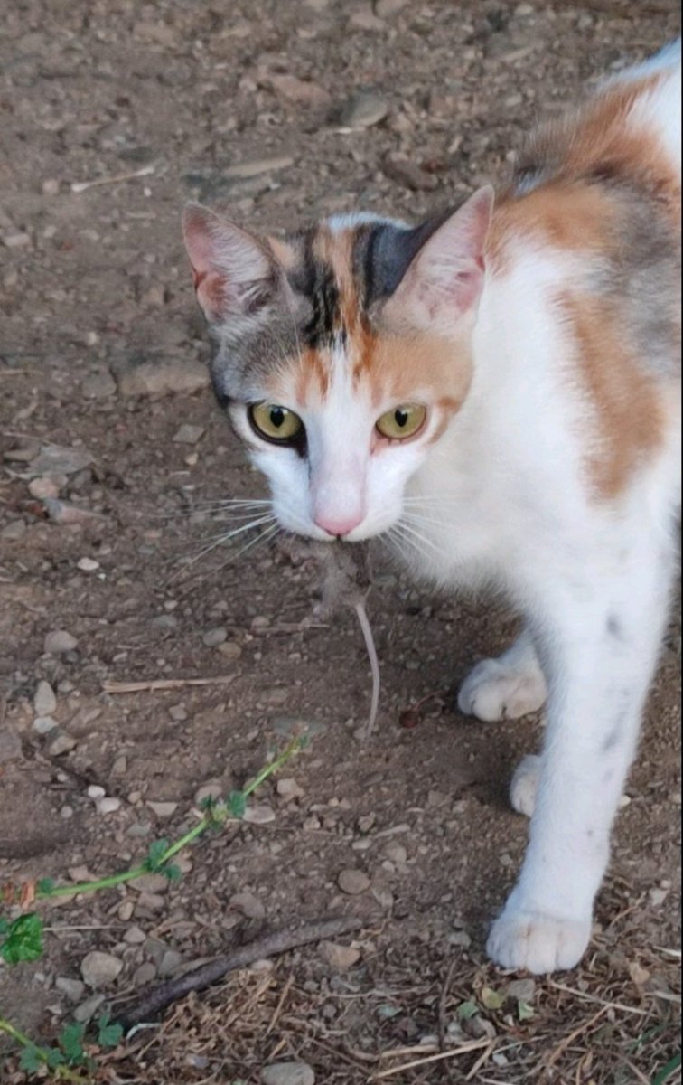 Chrysa_sketo's tweet image. Η Άλιξ και η Γκουέν ήθελαν να μας κάνουν το τραπέζι, οπότε καταλαβαίνετε, φώναζαν να μπουν  στο σπίτι. Στη Γκουέν  άνοιξα αλλά στην Άλιξ αρνήθηκα ευγενικά 🥴🥹 #challenge_κατοικίδιο