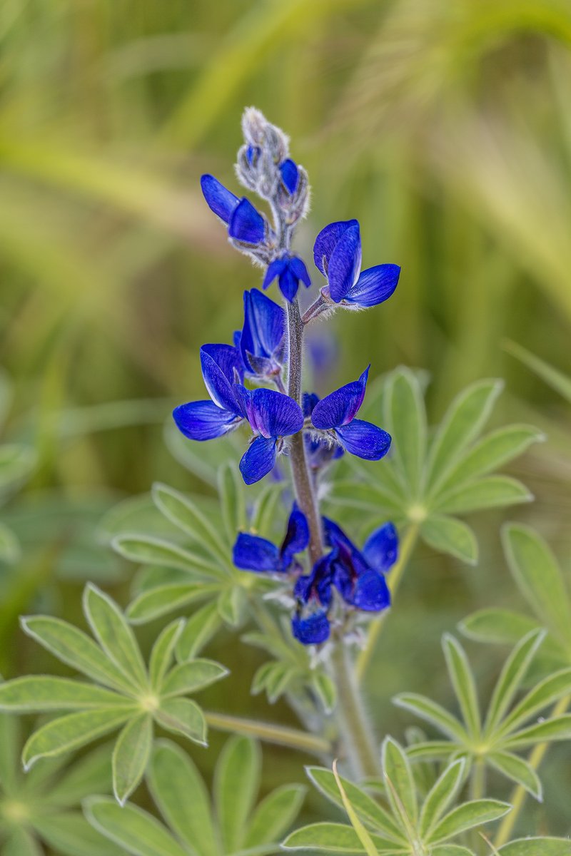 garden_aspire's tweet image. #TuesdayBlue Lupinus in bloom - its deep blue flowers emerging above soft palmate leaves. A quiet reminder of how structure and softness so often go hand in hand.
#ThePhotoHour
#lupine
#wildflowers