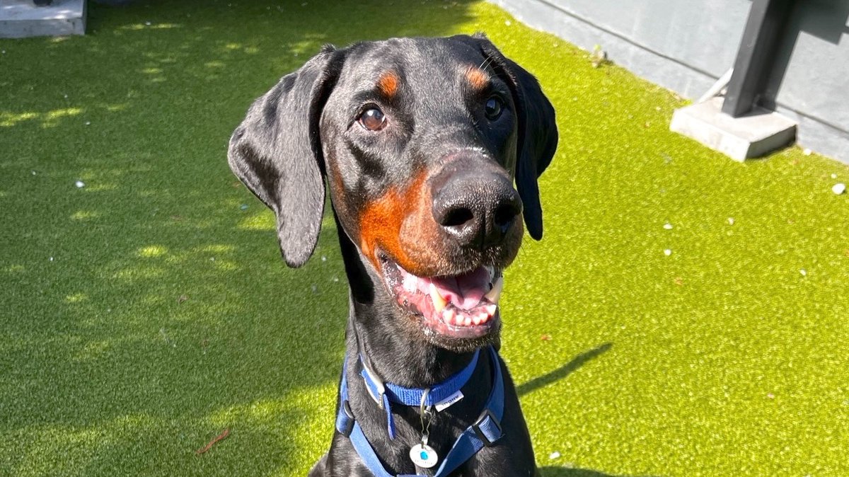 Battersea_'s tweet image. The Imports Bill has passed through the House of Commons! 🎊 Thanks to 18,143 of you who emailed MPs, we’re one step closer to closing the loophole that allows ear cropping to continue.
We will keep pushing until it becomes law and keep you updated every step of the way.