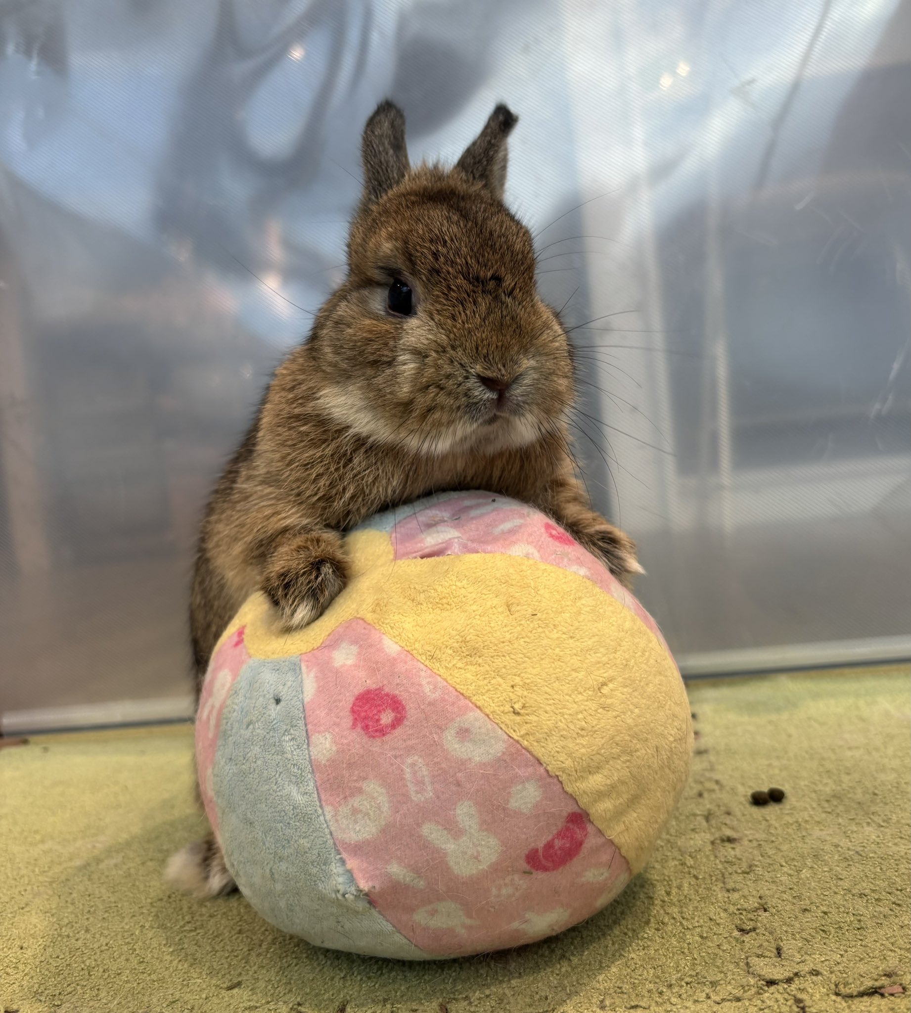 うさこ うさこ🐰こむぎ🐰 on X: 