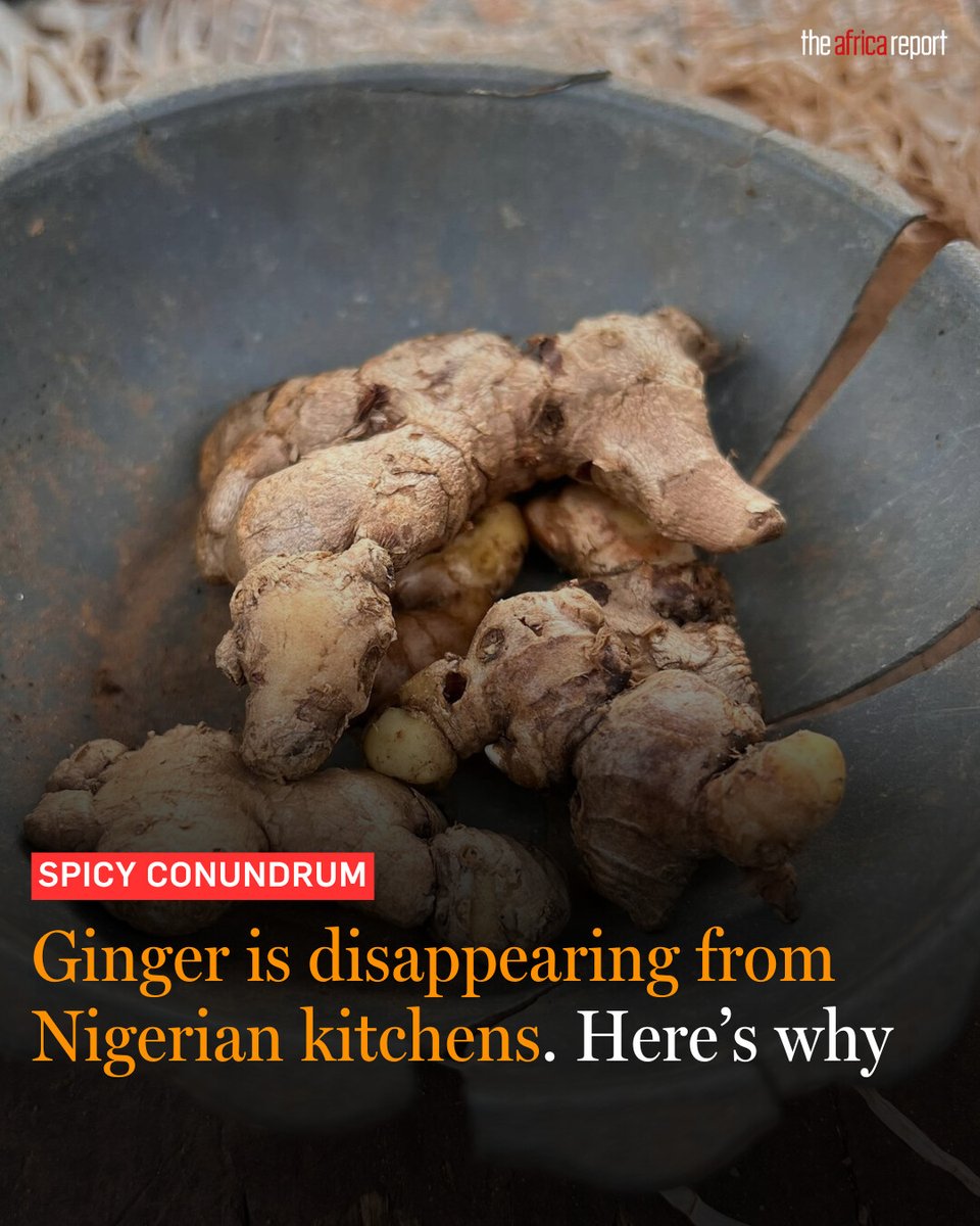 Nigeria had for years prided itself as Africa’s largest producer of #ginger, ➡️ l.theafricareport.com/Enz but the spice is gradually vanishing from local meals due to its burgeoning cost, sparked by a disease outbreak and an insatiable foreign demand.

Report by <a href="/ENIBOY/">Eniola Akinkuotu</a>.