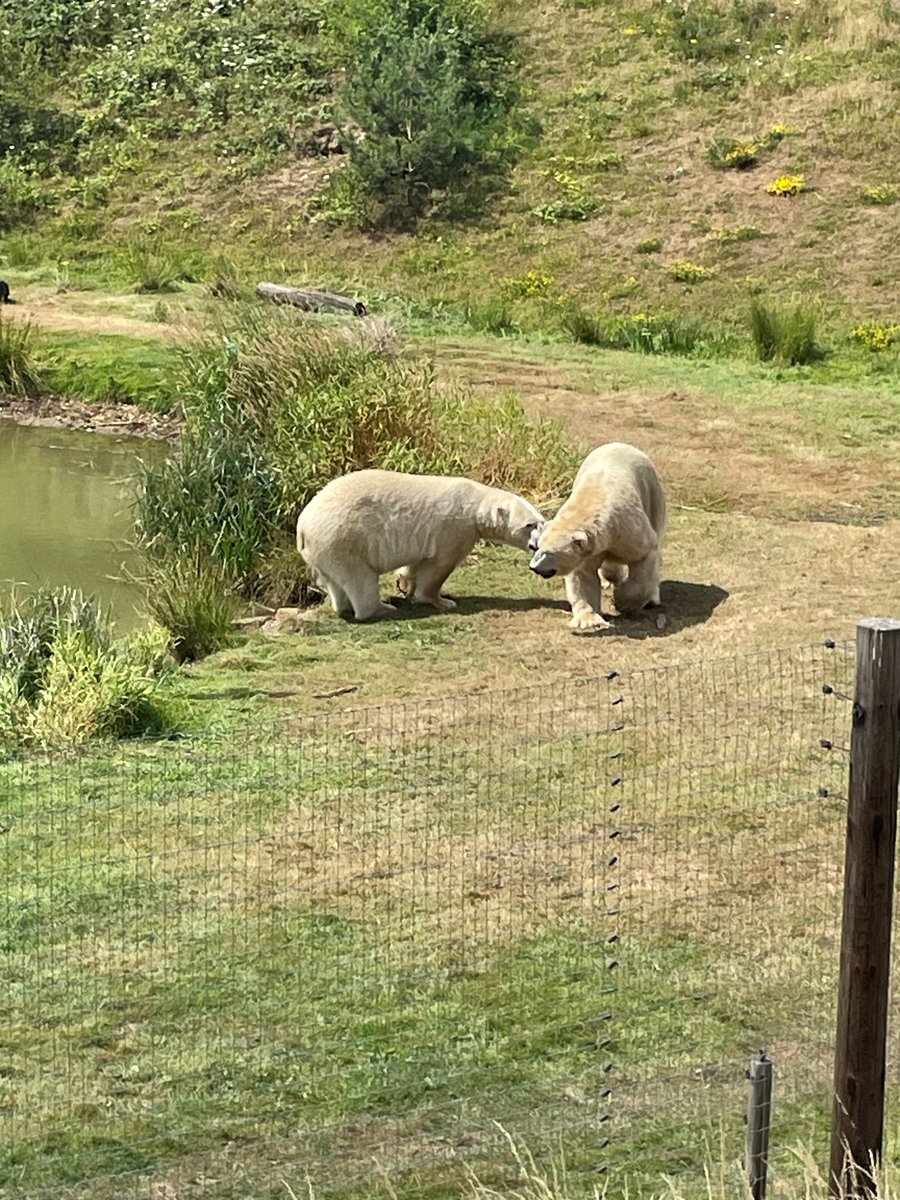 ASCHC_COLLEGE's tweet image. Yesterday Years 7 and 8 went on a rewards trip to the Yorkshire Wildlife Park. An exciting day was had exploring and observing the exotic animals. The Meerkats were a fan favourite.