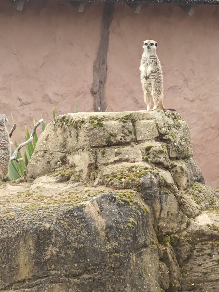 ASCHC_COLLEGE's tweet image. Yesterday Years 7 and 8 went on a rewards trip to the Yorkshire Wildlife Park. An exciting day was had exploring and observing the exotic animals. The Meerkats were a fan favourite.