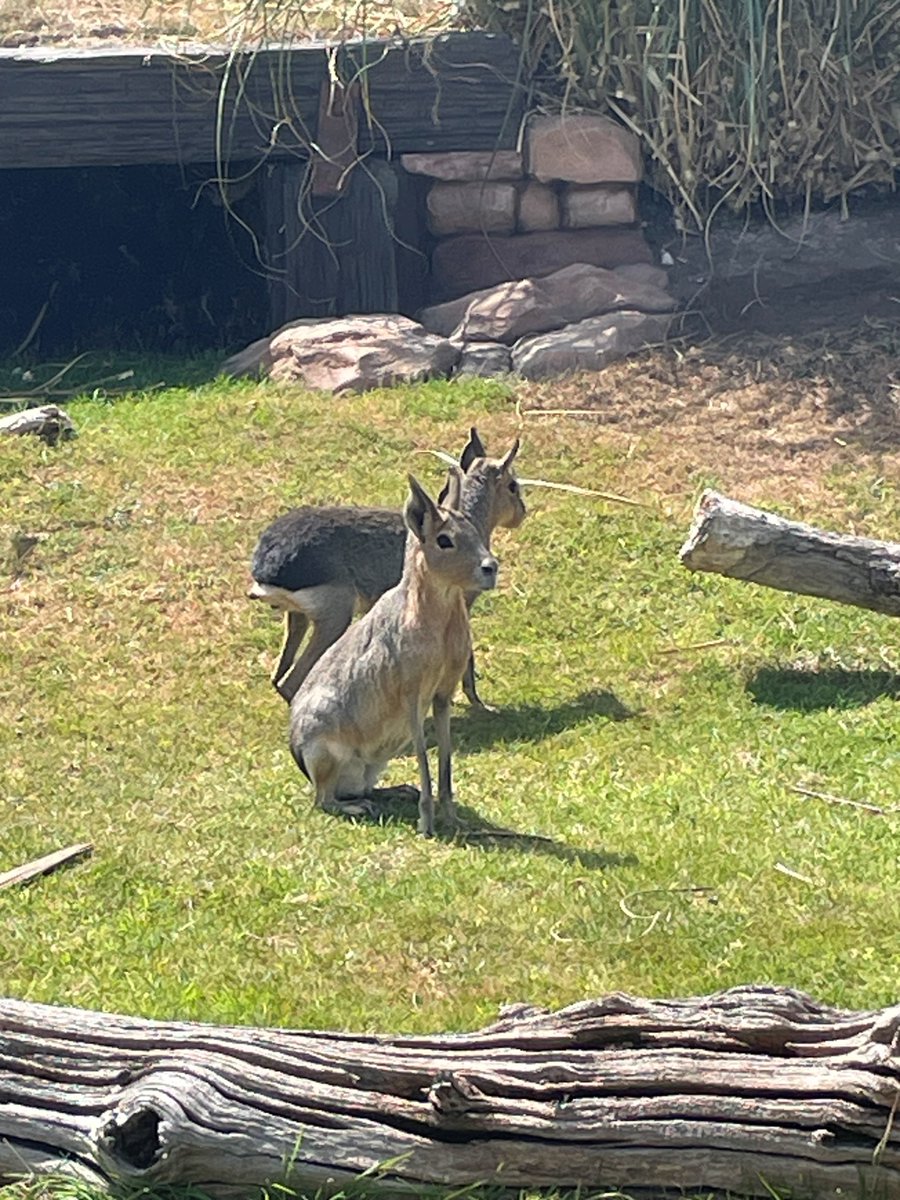 ASCHC_COLLEGE's tweet image. Yesterday Years 7 and 8 went on a rewards trip to the Yorkshire Wildlife Park. An exciting day was had exploring and observing the exotic animals. The Meerkats were a fan favourite.