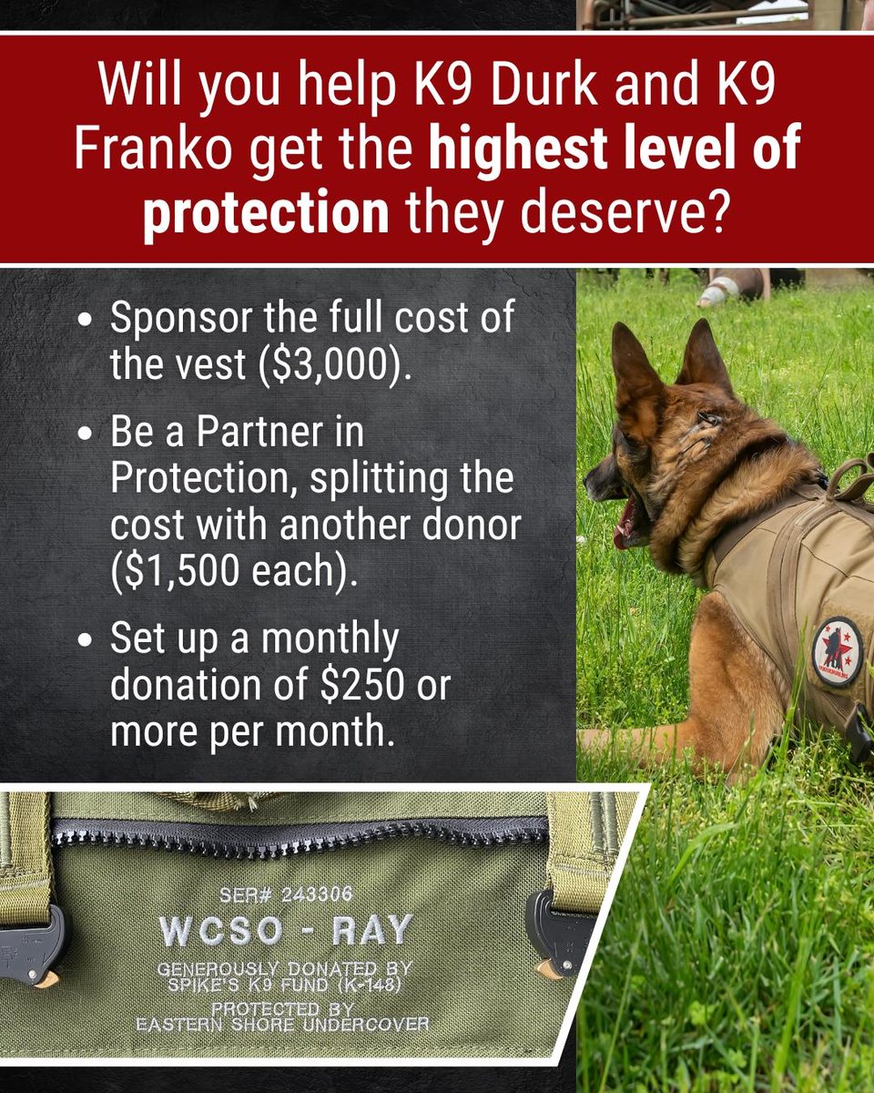 Spikesk9fund's tweet image. Meet the working K9s who need your support to get vested through our K9 Krijger #BallisticVest Campaign.

🐺 #K9Durk serves with the @ILStatePolice &amp;amp; will soon work in a Violent Crimes Interdiction Team in Chicago.

🐺 #K9Franko, with the @SanMateoPD in California, specializes in