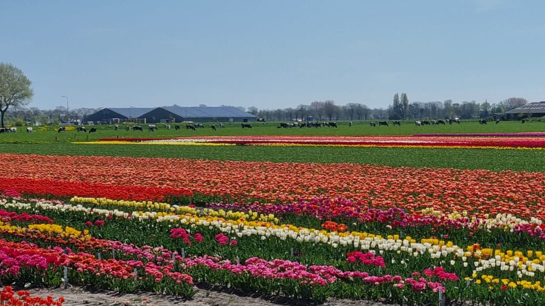 CDA Noord-Holland (@cdanh) on Twitter photo CDA schrikt van motie over bollensector. <a href="/WillemienKoning/">Willemien Koning</a>: “Wil de provincie de sector om zeep helpen?” Ze willen bekijken of mogelijk is om te verplichten dat gras omzetten naar bollen straks alleen biologisch mag. Terwijl bollen op klei elk jaar een nieuw perceel nodig hebben. CDA schrikt van motie over bollensector. <a href="/WillemienKoning/">Willemien Koning</a>: “Wil de provincie de sector om zeep helpen?” Ze willen bekijken of mogelijk is om te verplichten dat gras omzetten naar bollen straks alleen biologisch mag. Terwijl bollen op klei elk jaar een nieuw perceel nodig hebben.