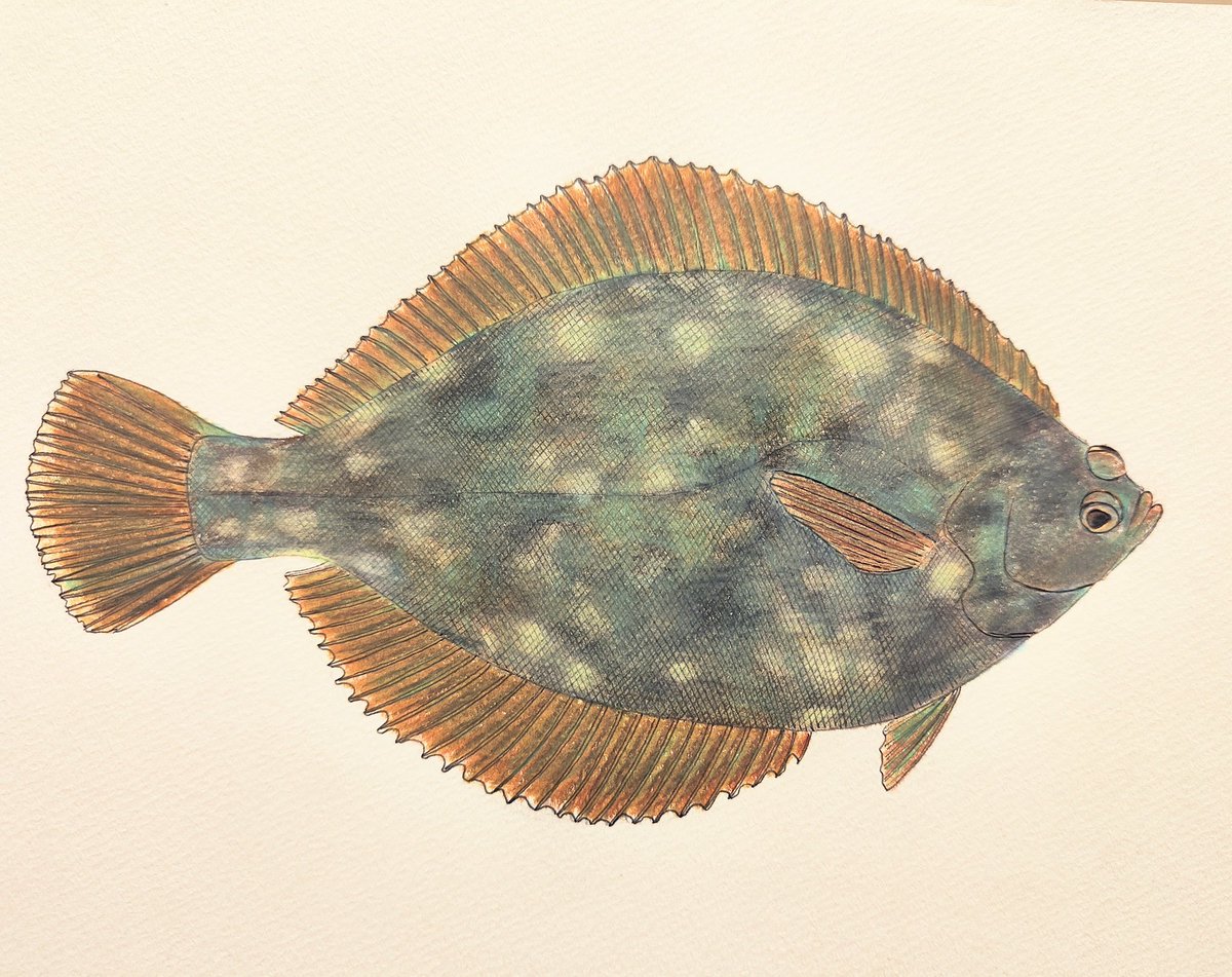 tuna_suma's tweet image. マコガレイ