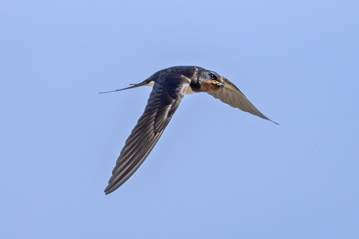 Brian Martin (@briansmrtyr1) on Twitter photo Pleased to see lots of insects about for the Swallows this morning.
<a href="/teesbirds1/">teesbirds</a> @DurhamBirdclub <a href="/teeswildlife/">Tees Wildlife</a> <a href="/Natures_Voice/">RSPB</a> <a href="/NatureUK/">NatureUK</a> <a href="/WildlifeMag/">BBC Wildlife</a> <a href="/BBCSpringwatch/">BBC Springwatch</a>
#birdwatching #wildlifephotography #birds Pleased to see lots of insects about for the Swallows this morning.
<a href="/teesbirds1/">teesbirds</a> @DurhamBirdclub <a href="/teeswildlife/">Tees Wildlife</a> <a href="/Natures_Voice/">RSPB</a> <a href="/NatureUK/">NatureUK</a> <a href="/WildlifeMag/">BBC Wildlife</a> <a href="/BBCSpringwatch/">BBC Springwatch</a>
#birdwatching #wildlifephotography #birds