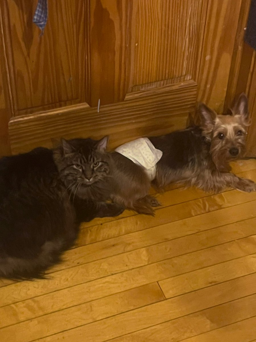 Sue Happiness 🇬🇹💙🩵🤍 tweet media