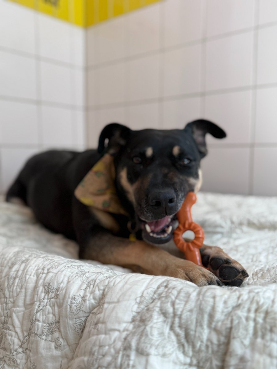 DogsTrust_IE's tweet image. We think Medusa LOVES her new toy - would you agree?🐾🤔
#sundaythoughts #rescuedog
dogstrust.ie/rehoming/dogs/…